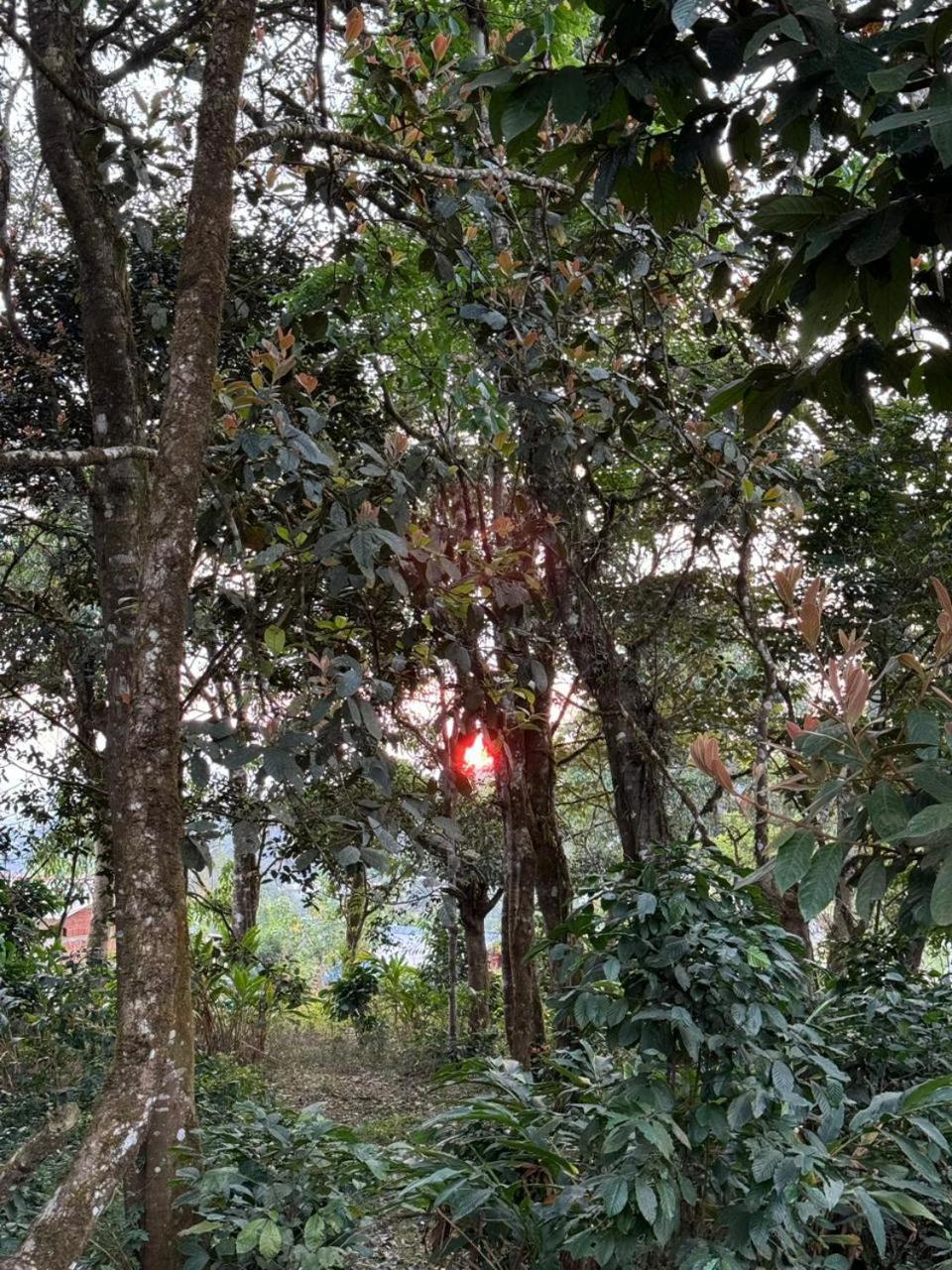 Shrenya Orchidz-Coorg Nature Stay 马迪凯里 外观 照片